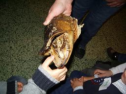 le brochet
